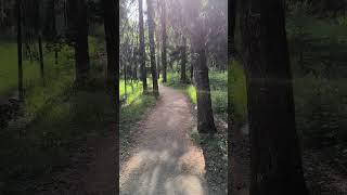БАЛДЕЮ ОТ ПЕНИЯ ПТИЦ и КРАСОТЫ ЛЕСА ПОДМОСКОВЬЕ #лес #природа  #птицы #пениептиц