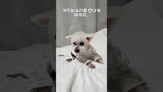 개짓는소리좀 안나게 해주라