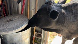 Chaos on the Farm: Bull in the Feed! (Vlog 96)