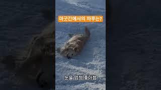 마굿간에서의 하루는? #shorts
