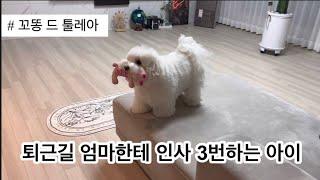 인사 잘하는 아이 | 꼬똥 드 툴레아 | 꼬똥이아부지