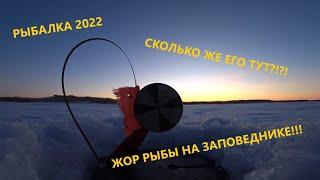 КАТУШКИ СВИСТЯТ! Сколько ЕГО тут?! Зимняя рыбалка 2022