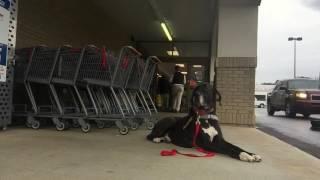 Winston Before and After: Great Dane Training in Columbia, South Carolina