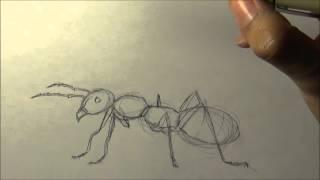 How to Draw an Ant