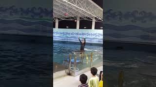 Dolphin Show in Dubai