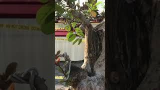 Ada yang tahu?? ‘Bonsai unik dan langka’ #shortvideo #bonsailangka #bonsaiindonesia