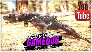 REAL APBT GAMEDOG - BREED OFFICIAL