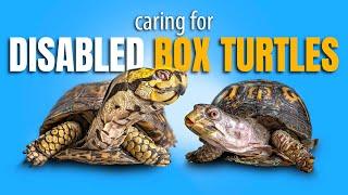 1977’s Rockalina: Relief After 50 Years of Neglect + Rescued Turtle Who’s Completely Blind (No Eyes)