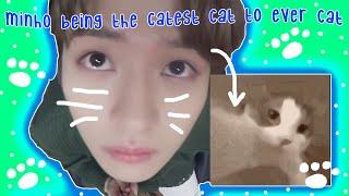 Lee Know Is Never Beating The Cat Allegations ⋆° [Stray Kids' craziest cat]