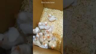 Albino red eyes chicks | most beautiful love bird | #viralshort #shorts #youtubeshorts