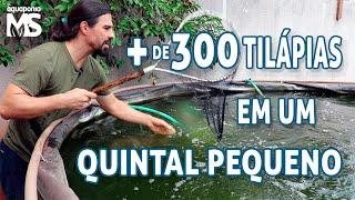 Mais de 300 Tilápias em um Pequeno Quintal