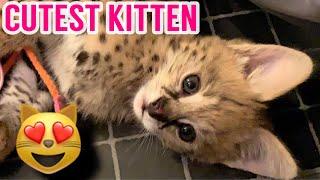 CUTE SERVAL KITTEN compilation