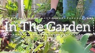 Join us in the garden  Tomatoes, poppies, and lots of sunshine ️