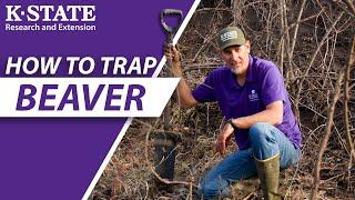 How to trap beaver with snares and body gripping traps | K-State Research and Extension Guide