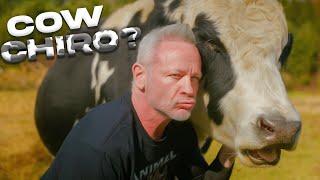 ANIMAL CRACKER CHIRO ~ CRACKS THE COW (RESCUE FARM EDITION) #animalchiropractor #animalrescue