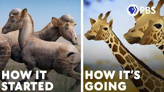 Why The Giraffe Got Its Neck