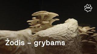 Žodis – grybams (The Mushroom Speaks) I KINO PAVASARIS 2022