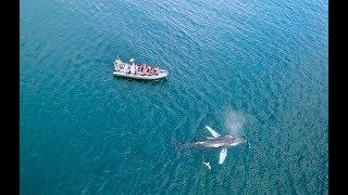 THIS IS US! Elding Whale Watching Akureyri 2017