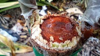 Grafting a Jujube tree. Changing varieties 2 month update.