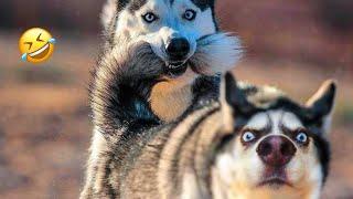 Normal dogs vs Huskies FUNNIEST Huskies | 10 Minutes Best Videos | Part 7