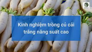 Kinh nghiệm trồng củ cải trắng năng suất cao