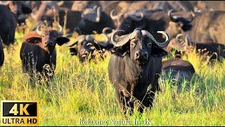 4K Wildlife/4K TV: Дикая природа Намибии в 4K — расслабляющая музыка и звуки природы 4K TV