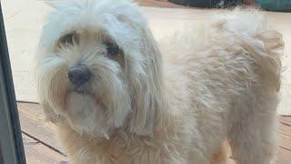 Can’t Take a Pick. Tedi The Dog With Passport to Travel is live!