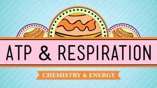 ATP & Respiration: Crash Course Biology #7