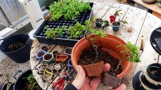 Making mini bonsai