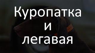 Славная Охота - на куропатку с легавыми