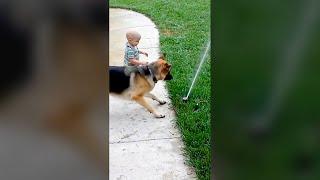 Dog and Baby Playing with Sprinkler - Pure Fails - Funny Dog Videos  #failsoftheyear #funnyvideos