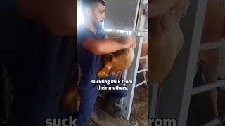 cruel device used by the dairy industry