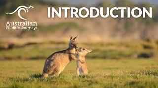 Introduction | Australian Wildlife Journeys