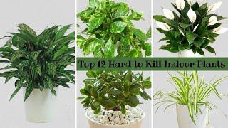 Top 12 Hard to Kill Houseplants / Hardy indoor plants / Plants That Are Almost Impossible to Kill