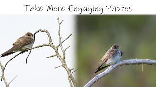 Start taking better Wildlife Photos! | Shoot at Eye Level | Wildlife Wednesday