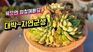 [인천다육]이름보다 더 예쁘게 크는 아이