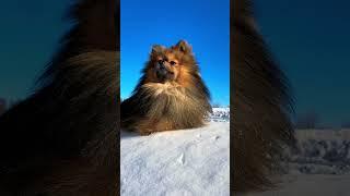 Beautiful Pomeranian Hendo #best #tiktok #hendo #shorts #short #best #doglovers #dog #viral