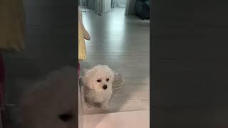 當你在洗手間時，你的狗狗叫你馬上處理他的大便 #剷屎官 #比熊