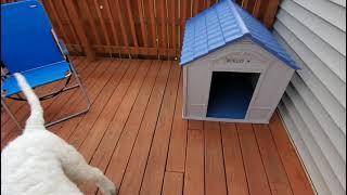 Suncast DH350 Large Dog House (Review)