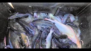 10/3/24 STOCKING BIG IMPERIAL CATFISH AT SANTA ANA RIVER LAKES