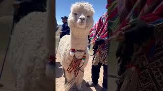 Llamas y Alpacas en Cusco Perú