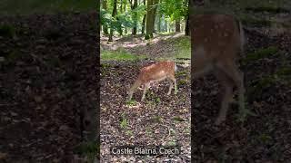 Bambi #castle Blatna #shorts #cz #czech #nature #beautiful #animals