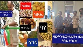 ጸልማት መጻኢ ምስ ዓረናን ባይቶናን //  ፈስቲባል ሃገራዊ መኣድና