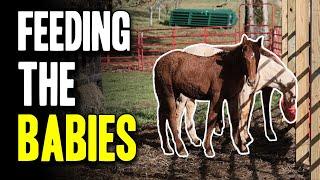 Feeding the Babies - Horse Plus Happenings Vlog #31 | 11-14-2024