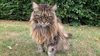 Do Maine Coons Talk A Lot? (Cat Talking)