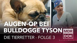 Die Tierretter - Augen-OP nach Unfall  | MDR DOK