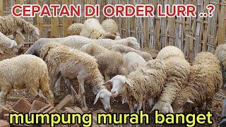 PANDAWA GRUP OBRAL DOMBA UMBARAN MURAH POLLL WA 085234286172 JATIM