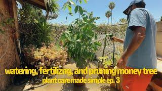 plant care made SIMPLE | watering, fertilizing, and pruning Money Tree