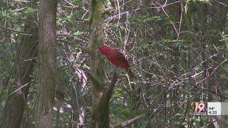 Chapman Mountain Nature Preserve Named Birding Trail | July 12, 2024 | News 19 at 4:30 p.m.