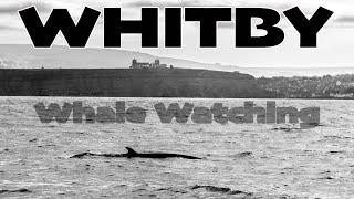 Humpback Whales Spotted At Whitby